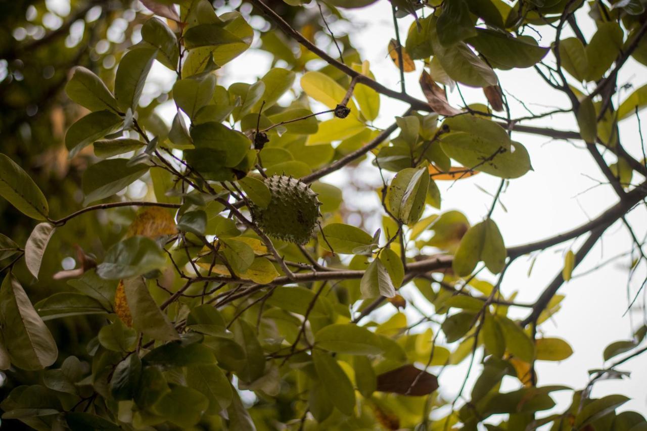 Entre Bosques Tayrona Villa Los Naranjos Kültér fotó