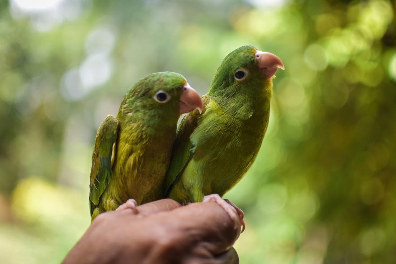 Entre Bosques Tayrona Villa Los Naranjos Kültér fotó