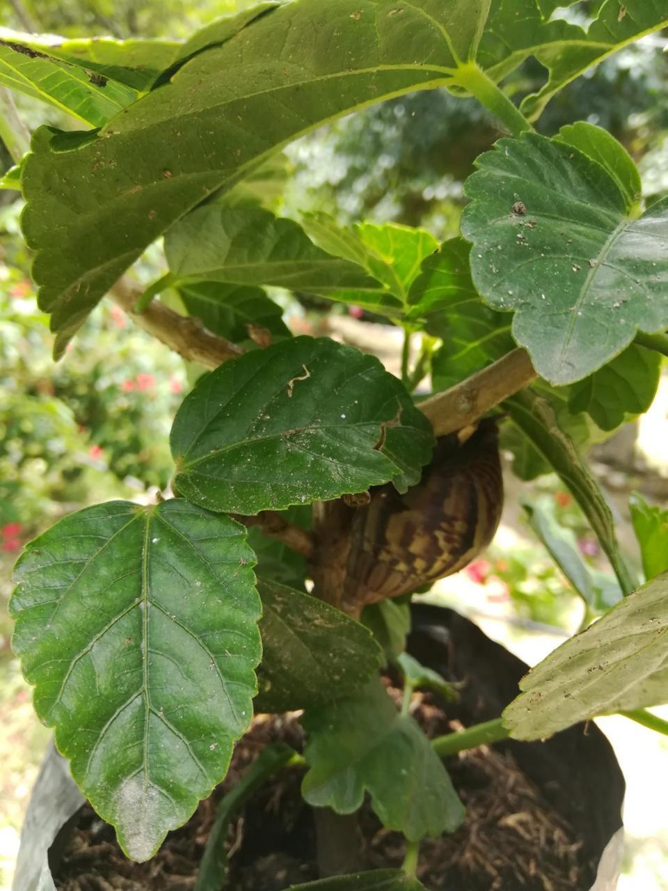 Entre Bosques Tayrona Villa Los Naranjos Kültér fotó