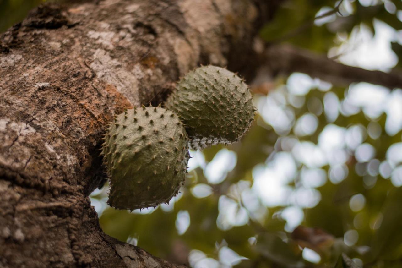 Entre Bosques Tayrona Villa Los Naranjos Kültér fotó
